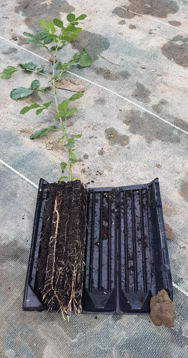 Plant en godet forestier anti-chignon